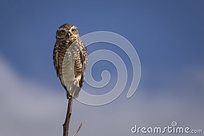 Owl standing on a branch â€“ Strigiformes Stock Photo